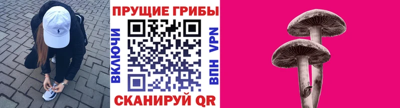 Купить  Алзамай  Псилоцибиновые грибы Psilocybe 
